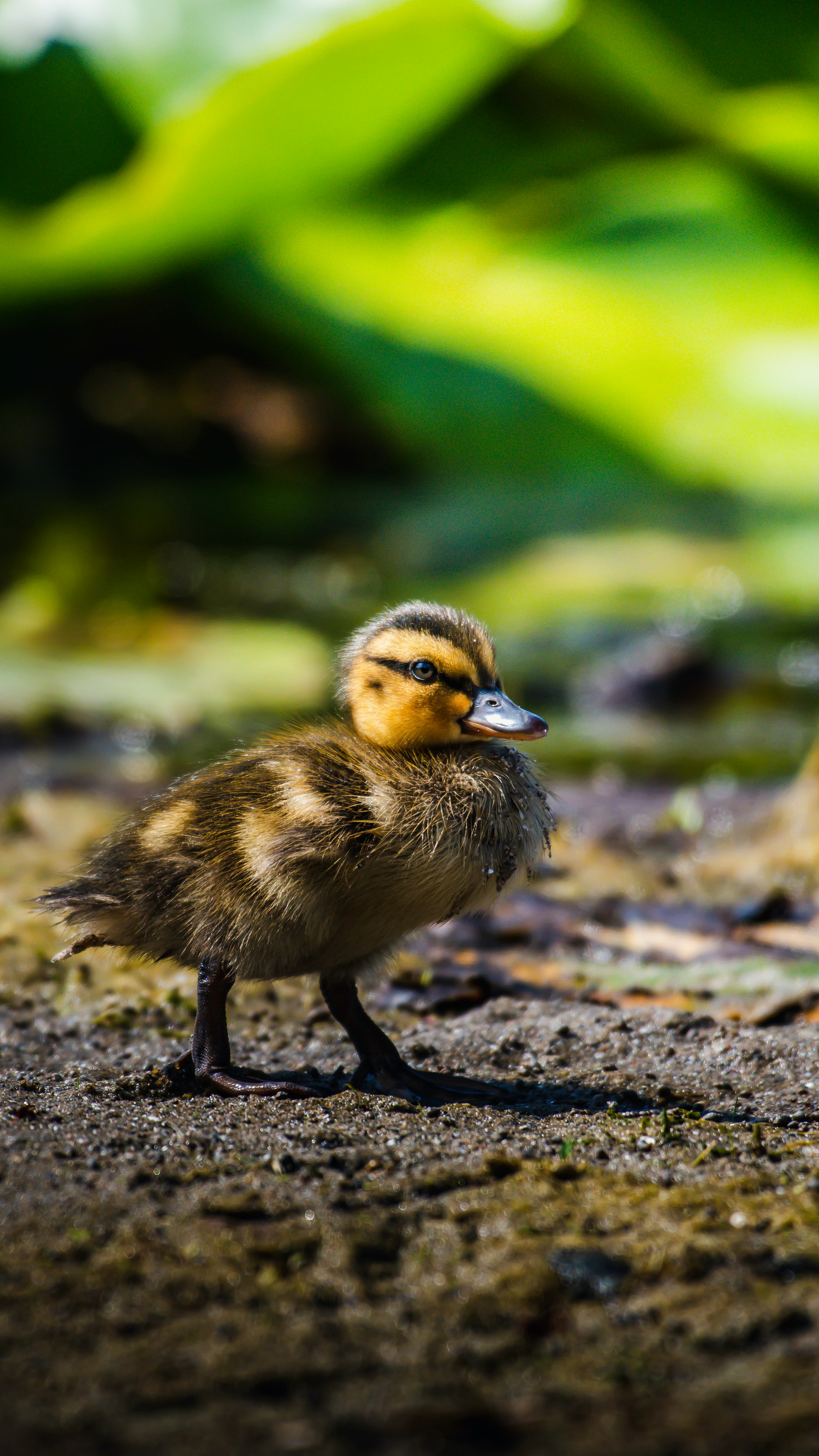 yellow and black duck on ground